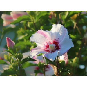 Ibištek sýrsky (Hibiscus syriacus) ´RED HEART´ – výška 50-70 cm, kont. C2L